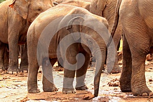 Asian elephants