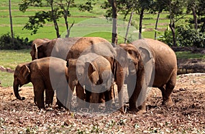 Asian elephants