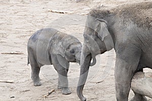 Asian elephants, baby and sibling tender together