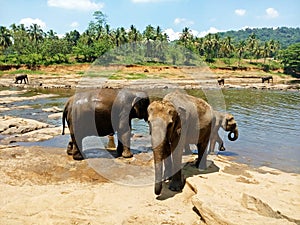 Asian Elephants bathing in Oya river , Pinnawala  , Sri Lanka