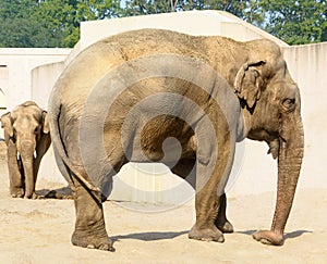 Asian elephants in captivity