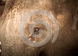Asian elephants Close up