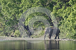 Asian elephants crossing the Karnali river, Bardia, Nepal
