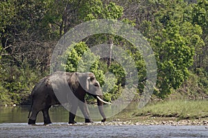 Asian elephants crossing the Karnali river, Bardia, Nepal
