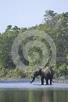 Asian elephants crossing the Karnali river, Bardia, Nepal