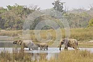 Asian elephants crossing the Karnali river, Bardia, Nepal