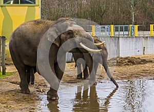 Asian elephants drinking water together, Tusked male elephant putting trunk in his mouth, Endangered animals from Asia