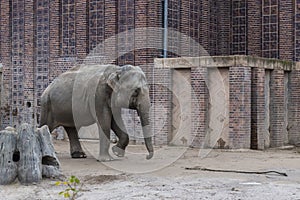 Asian Elephants Elephas maximus