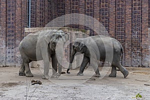 Asian Elephants Elephas maximus