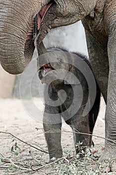 Asian elephants, Elephas maximus