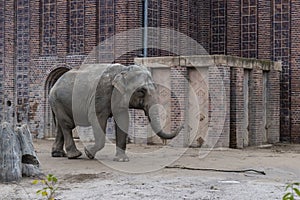 Asian Elephants Elephas maximus, is the only living species of the genus Elephas and is distributed throughout the Indian