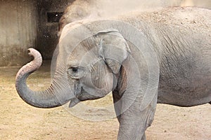 Asian elephants photo