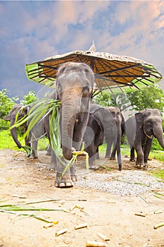 Asian elephants family