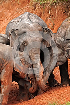 Asian Elephants feeding on salt lick