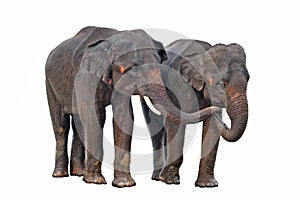 Asian elephants isolated on white background