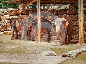 Asian elephants, Jerusalem Biblical Zoo in Israel