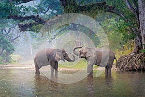 Asian Elephants in a natural river at deep forest