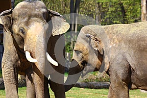 Asian elephants in Prague zoo