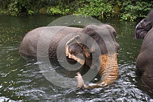 Asian elephants, Singapore