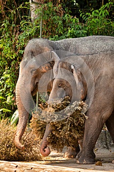 Asian elephants at Singapore Zoo