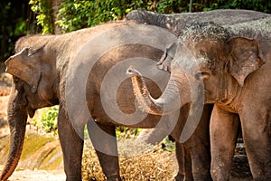 Asian elephants at Singapore Zoo