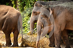 Asian elephants at Singapore Zoo