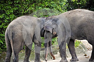 Asian Elephants