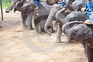 Asian elephants at Thai Elephant Conservation Center