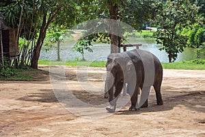 Asian elephants at Thai Elephant Conservation Center