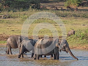 Asian elephants in a water hole with other animals in Yala National Park in Sri Lanka.