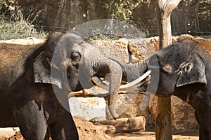 Asian elephants at the zoo communicate with each other using their trunks and tusk