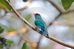 Asian Emerald Cuckoo Chrysococcyx maculatus Beautiful Male Birds of Thailand