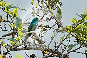 Asian emerald cuckoo or Chrysococcyx maculatus seen in Khonoma in Nagaland India photo