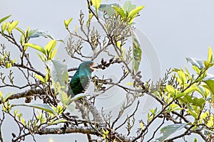 Asian emerald cuckoo or Chrysococcyx maculatus seen in Khonoma in Nagaland India