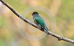 Asian Emerald Cuckoo(male)