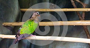 Asian emerald dove sitting on a bamboo branch, a colorful tropical bird that is well spread throughout Asia