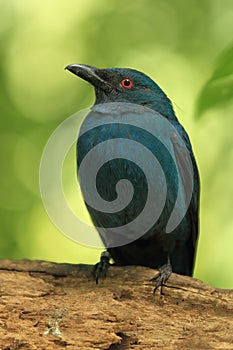 Asian fairy-bluebird