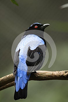 Asian Fairy Bluebird