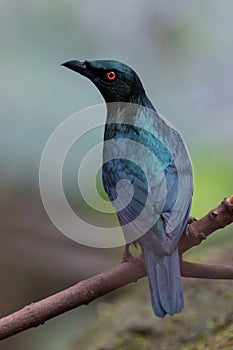 Asian fairy-bluebird (Irena puella