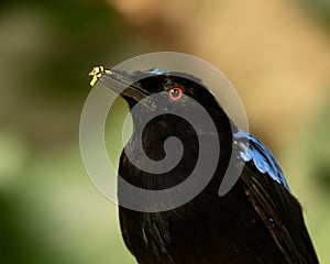 Magnificent Asian Fairy bluebird Irena puella head portrait - Considered sacred to Tagalog people photo
