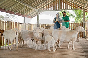 Asian famer and the veterinarian stand and discuss together about sheep in stable with day light
