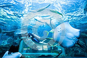 Asian family viewing scuba diver underwater in aquarium with stingray and other seawater fish