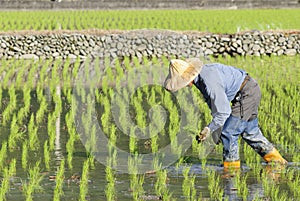 Asian farmer
