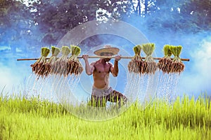 Asian farmer Bearing seedlings of rice to plant, Asian farmer Bearing rice seedlings on the back before the grown in paddy field.