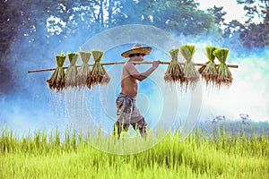 Asian farmer Bearing seedlings of rice to plant, Asian farmer Bearing rice seedlings on the back before the grown in paddy field.