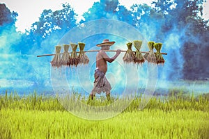 Asian farmer Bearing seedlings of rice to plant, Asian farmer Bearing rice seedlings on the back before the grown in paddy field.