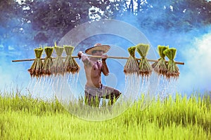 Asian farmer Bearing seedlings of rice to plant, Asian farmer Bearing rice seedlings on the back before the grown in paddy field.