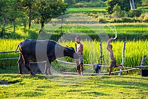 Asian farmer with buffalo in rice field, Asian man loves and bathes his buffalo in Thailand`s countryside