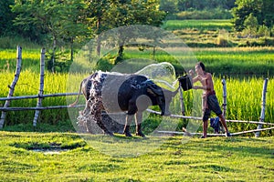 Asian farmer with buffalo in rice field, Asian man loves and bathes his buffalo in Thailand`s countryside