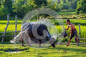 Asian farmer with buffalo in rice field, Asian man loves and bathes his buffalo in Thailand`s countryside